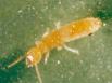 Termites et prévention : il faut associer les solutions