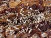 Les termites, l’ennemi des constructions neuves