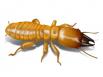 Termites : de nouveaux risques d'infestation