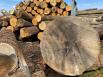 Les premiers chênes pour Notre-Dame extraits de la forêt de Bercé