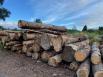 Exportation de bois en Chine : nouveau record et une aberration écologique pour la FNB