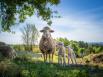 Comment relancer la filière de la laine (isolant biosourcé) en France ?