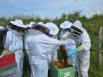 L'UNICEM encourage l’installation de ruches sur les sites extractifs