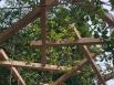 Construire avec le végétal