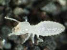 Chasse aux termites : quelles solutions préventives ?