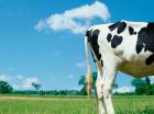 Une commune soutient la réduction du méthane émis par les vaches