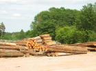 La filière forêt-bois en quête de financements