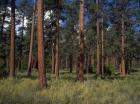 La production des pins Douglas pourrait tripler d'ici 20 ans