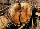 Le prix du bois progresse en 2016, tiré par le chêne et le pin Douglas