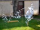 Alerte aux collisions d'oiseaux contre les façades vitrées