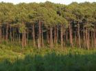Feu de forêt en Gironde, environ 250 hectares détruits