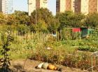 JO-2024 de Paris: ils veulent sauver les parcelles des jardins ouvriers d'Aubervilliers