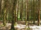 L'Office national des forêts veut soigner une forêt fragilisée par le dérèglement climatique