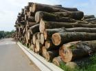 Les bonnes pratiques du classement et du séchage du bois par le FCBA
