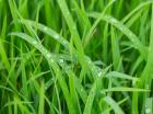 Les mille et une vertus de l'herbe
