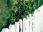 Voisinage et plantations : comment éviter les conflits ?