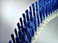 Brosse sur courroie