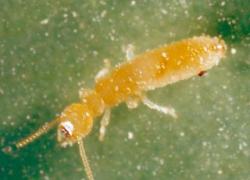 Termites et prévention : il faut associer les solutions