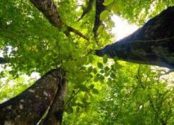 Filière bois: plaidoyer pour la sauvegarde de nos forêts
