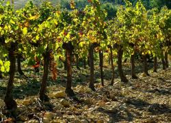 Inauguration de la première centrale vitivoltaïque dans les Pyrénées-Orientales