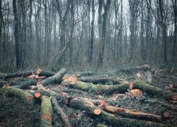 Un nouveau contrat de filière pour relancer l'industrie du bois