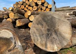 Export de grumes de chêne vers la Chine : la saignée continue selon la FNB