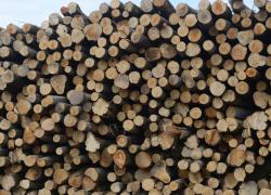 Le statut d'énergie renouvelable de la biomasse forestière remis en question