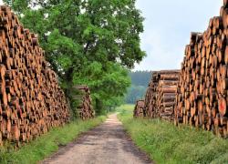 Un marché du bois qui s'annonce moins favorable en 2023