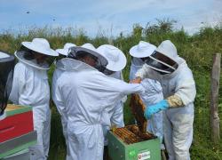 L'UNICEM encourage l’installation de ruches sur les sites extractifs