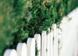 Voisinage et plantations : comment éviter les conflits ?