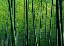 Avec Horizom, la filière française du bambou prend son essor