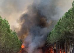 Incendies : la forêt française brûle, le gouvernement promet enfin un 