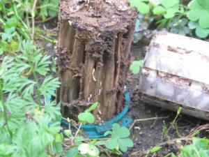 Termites : de nouveaux risques d'infestation
