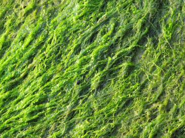 Les algues toxiques, possible vice caché pour la maison à la mer