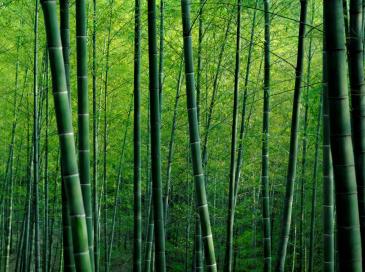 Avec Horizom, la filière française du bambou prend son essor