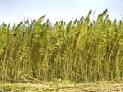 Isolants bio-sourcés pour des murs isolés durablement