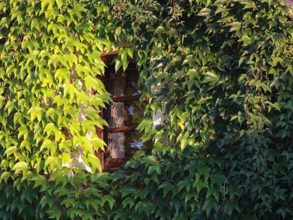 Municipales: Hidalgo propose "mini forêts urbaines" et "rues végétales"