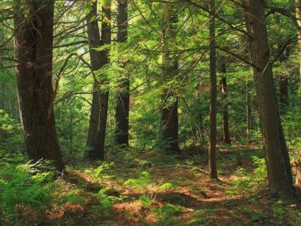 Notre-Dame: des chênes sélectionnés pour la reconstruction de la flèche