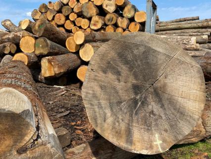 Les premiers chênes pour Notre-Dame extraits de la forêt de Bercé