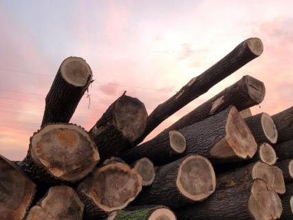 Pénurie de matériaux : faut-il interdire l’export de grumes en Europe ?