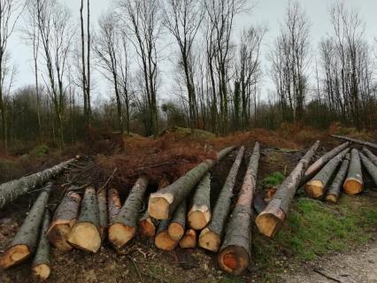Le gouvernement lance des assises pour apporter des "réponses concrètes" à la filière bois