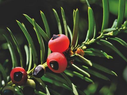 Les vendeurs de plantes présentant des risques pour la santé doivent informer leurs clients