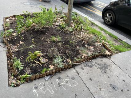 Bientôt la fin des pieds d'arbres décriés par #saccageParis