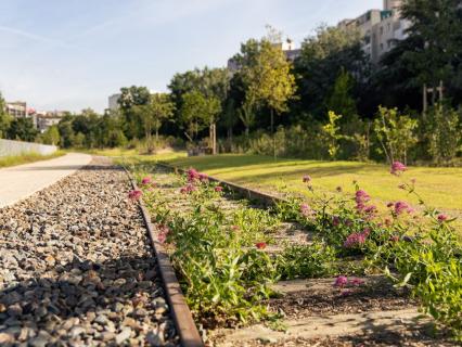 Forêt urbaine : quand les Parisiens voient un héron tous les matins depuis leur fenêtre