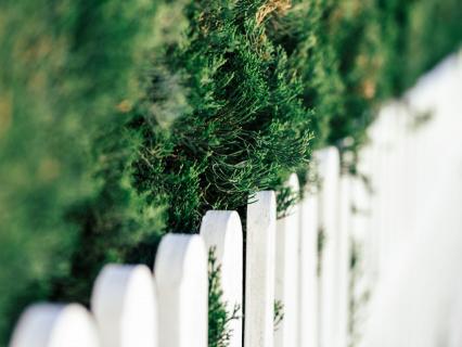 Voisinage et plantations : comment éviter les conflits ?