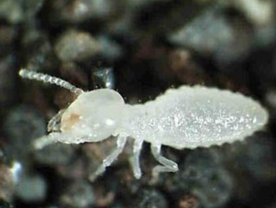 Chasse aux termites : quelles solutions préventives ?