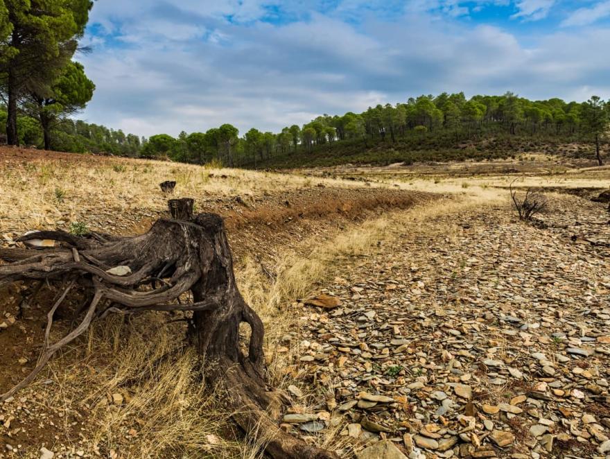 Objectifs de la France non tenus : les forêts n’ont pas absorbé assez de C02