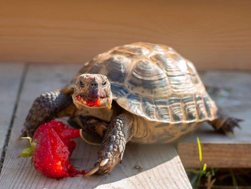 Amendes réduites en appel pour un entrepreneur ayant détruit des tortues protégées