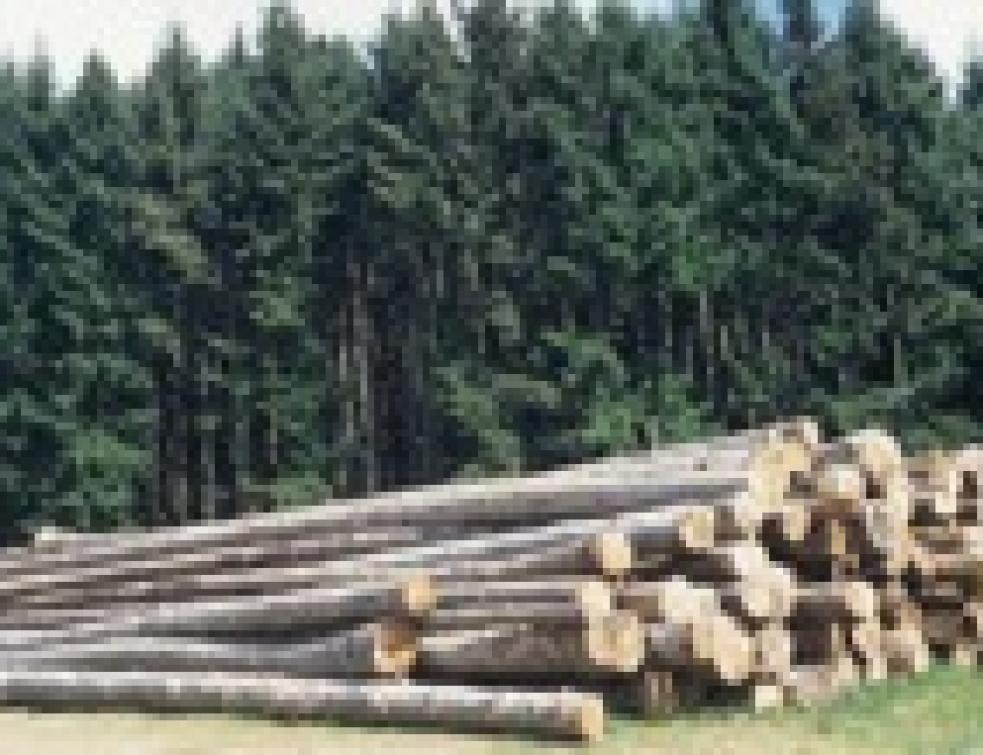 Bois de construction : le cri d’alarme de la filière bois