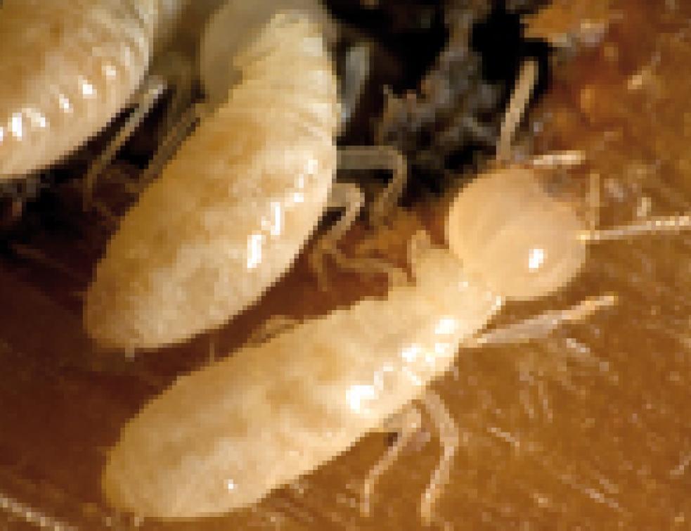 Termites : Comment protéger efficacement les bâtiments
